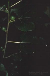 07-033h