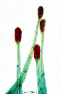 08-056h