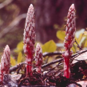 setSC-Allotropa_virgata-1