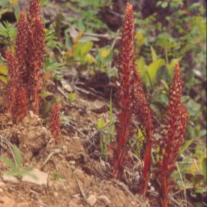 setSC-Allotropa_virgata-2