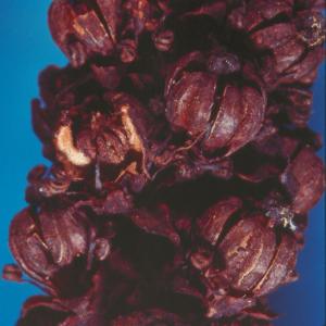 setSC-Allotropa_virgata-6