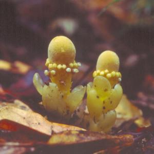 setSC-Balanophora_fungosa-1