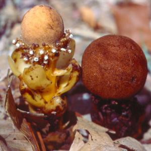 setSC-Balanophora_fungosa-2