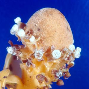 setSC-Balanophora_fungosa-3