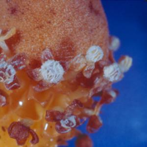 setSC-Balanophora_fungosa-4