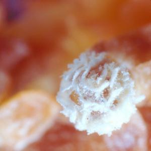 setSC-Balanophora_fungosa-5
