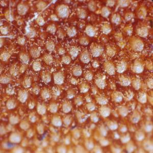 setSC-Balanophora_fungosa-6