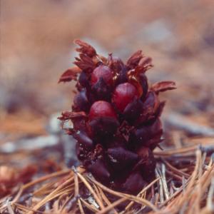 setSC-Boschniakia_strobilacea-1