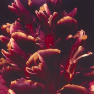 setSC-Boschniakia_strobilacea-2
