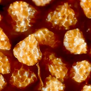 setSC-Boschniakia_strobilacea-3
