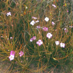 setSC-Byblis_gigantea-2