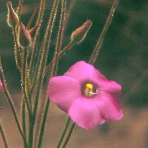 setSC-Byblis_gigantea-3