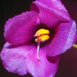 setSC-Byblis_gigantea-4