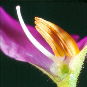 setSC-Byblis_gigantea-5