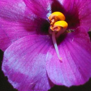 setSC-Byblis_gigantea-6