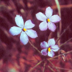 setSC-Byblis_linifolia-7