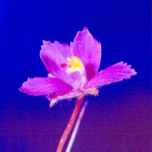 setSC-Byblis_linifolia-8