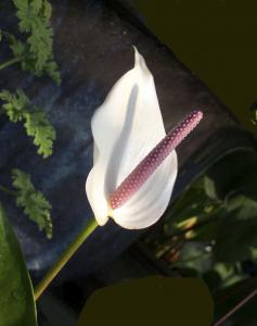 CA08-007