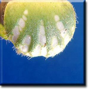 setSC-Cephalotus-10