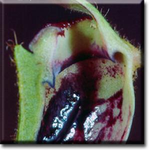 setSC-Cephalotus-11