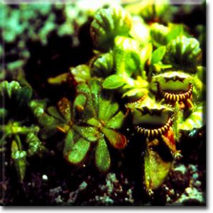 setSC-Cephalotus-1
