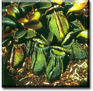 setSC-Cephalotus-2