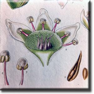 setSC-Cephalotus-4