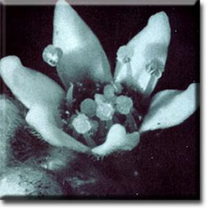 setSC-Cephalotus-5