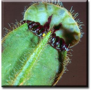 setSC-Cephalotus-6