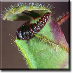 setSC-Cephalotus-7