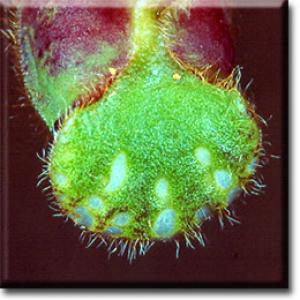 setSC-Cephalotus-9