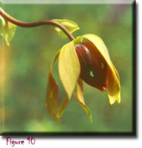 setSC-Darlingtonia_californica-10
