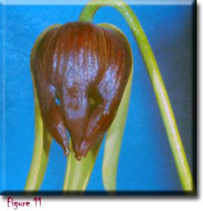 setSC-Darlingtonia_californica-11
