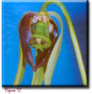 setSC-Darlingtonia_californica-12
