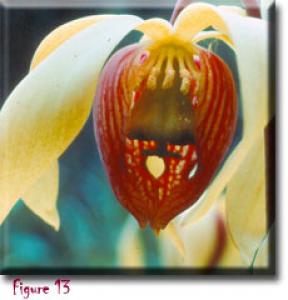 setSC-Darlingtonia_californica-13