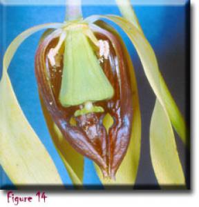 setSC-Darlingtonia_californica-14