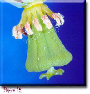 setSC-Darlingtonia_californica-15