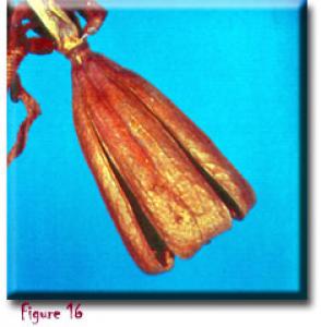 setSC-Darlingtonia_californica-16