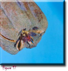 setSC-Darlingtonia_californica-17
