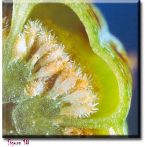 setSC-Darlingtonia_californica-18