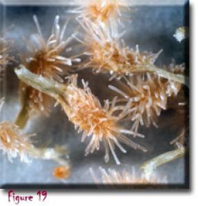 setSC-Darlingtonia_californica-19