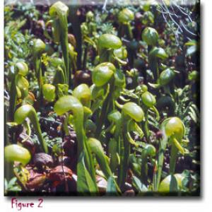 setSC-Darlingtonia_californica-2