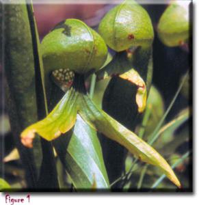 setSC-Darlingtonia_californica-3
