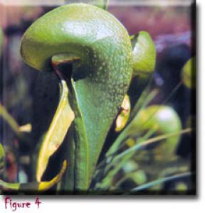 setSC-Darlingtonia_californica-4