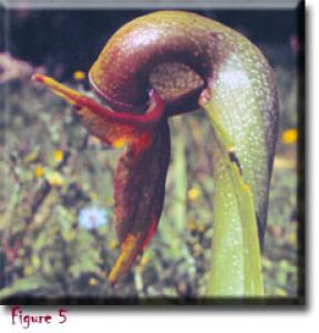 setSC-Darlingtonia_californica-5