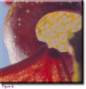 setSC-Darlingtonia_californica-6