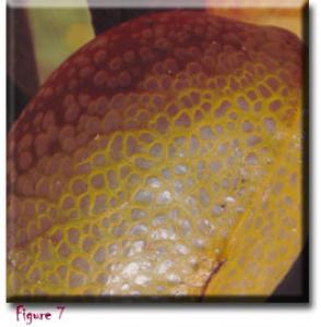 setSC-Darlingtonia_californica-7