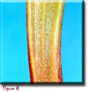 setSC-Darlingtonia_californica-8
