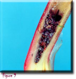 setSC-Darlingtonia_californica-9