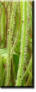 setSC-Drosophyllum-1